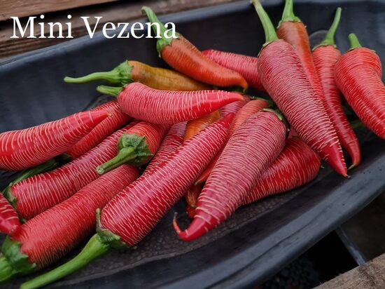 Mini Vezena (4*) (asā pipara stāds podiņā)